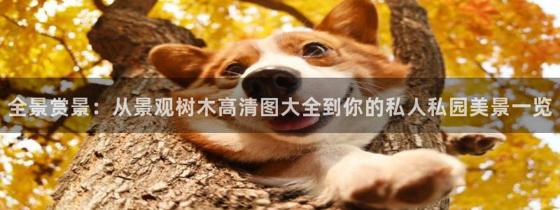 x新宝gg
