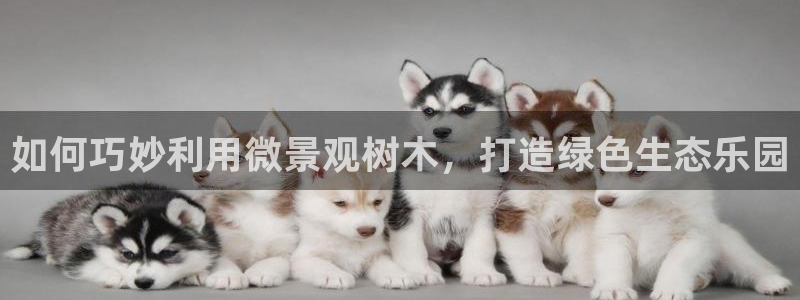 网站是新宝gg