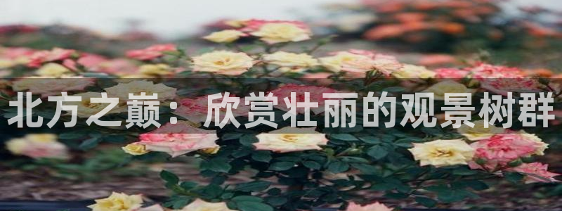 新宝gg下载：北方之巅：欣赏壮丽的观景树群
