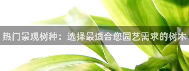 新宝gg主