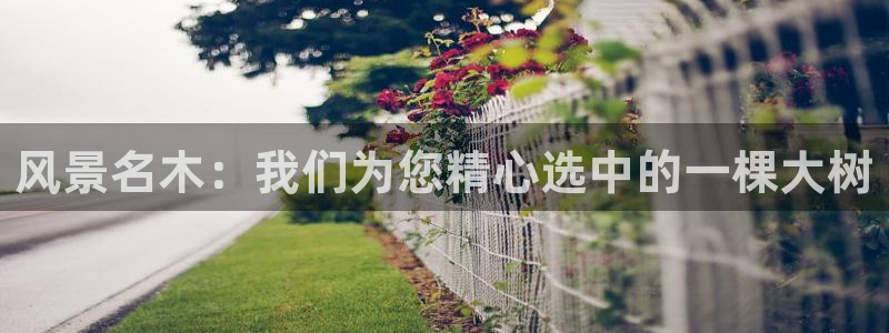 新宝gg登陆平台：风景名木：我们为您精心选中的一棵大树