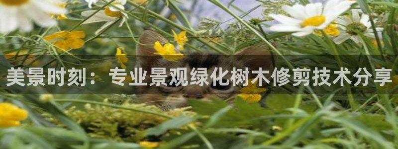 新宝GG的老板