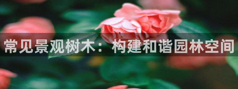 新宝gg如何代理