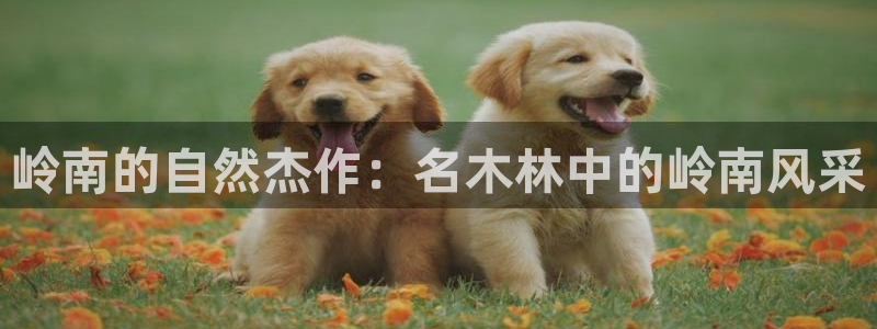 新宝创造Gg