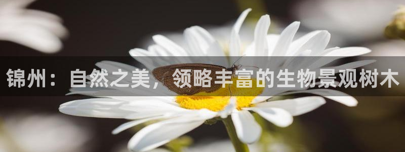 新宝gg计划